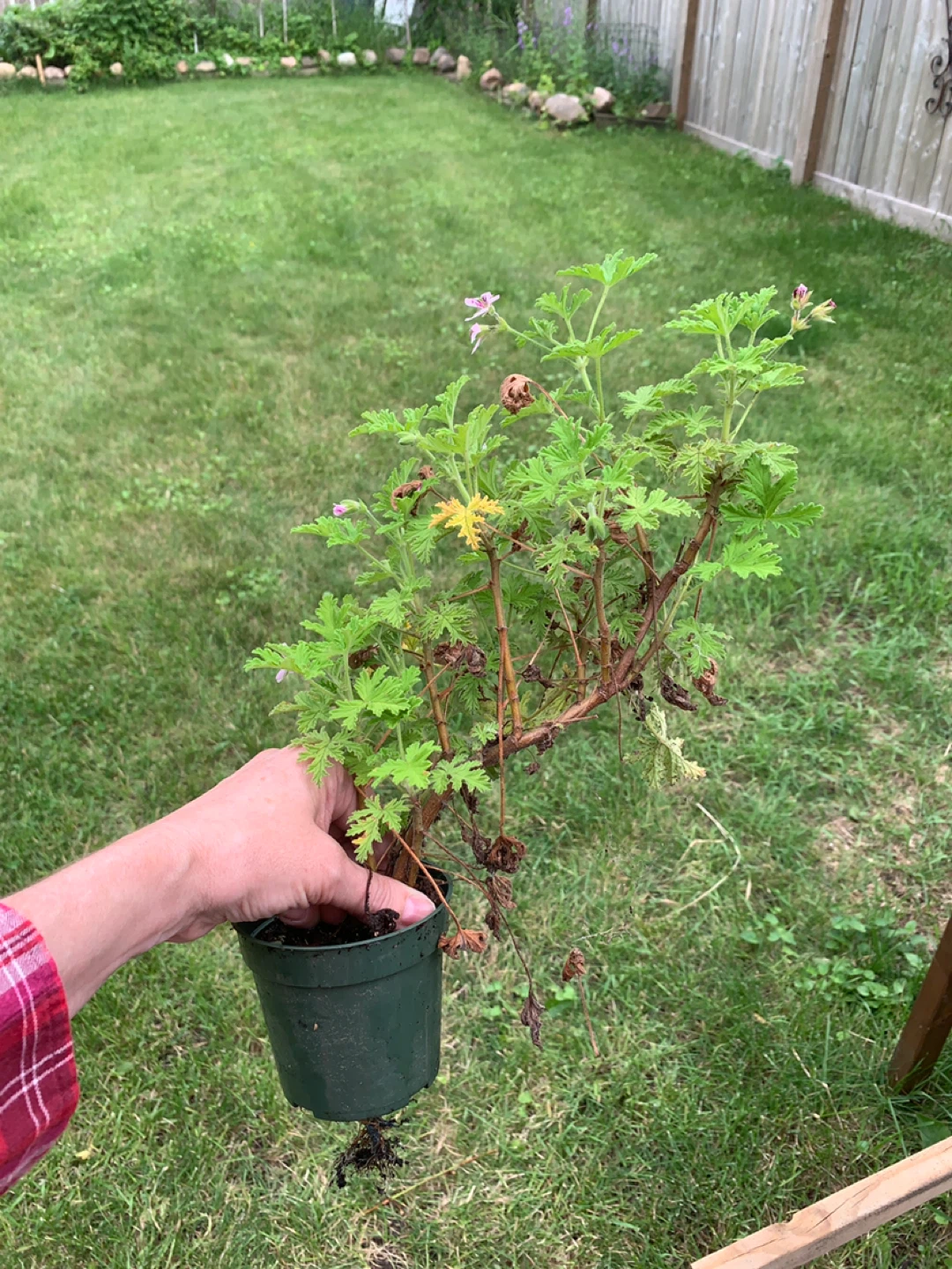 Lemon Scented Geranium. Citronella Plant.