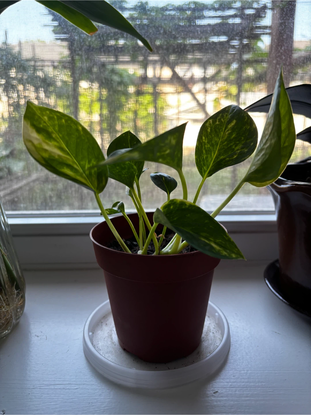Golden Pothos (Pot Included!) - photo 2