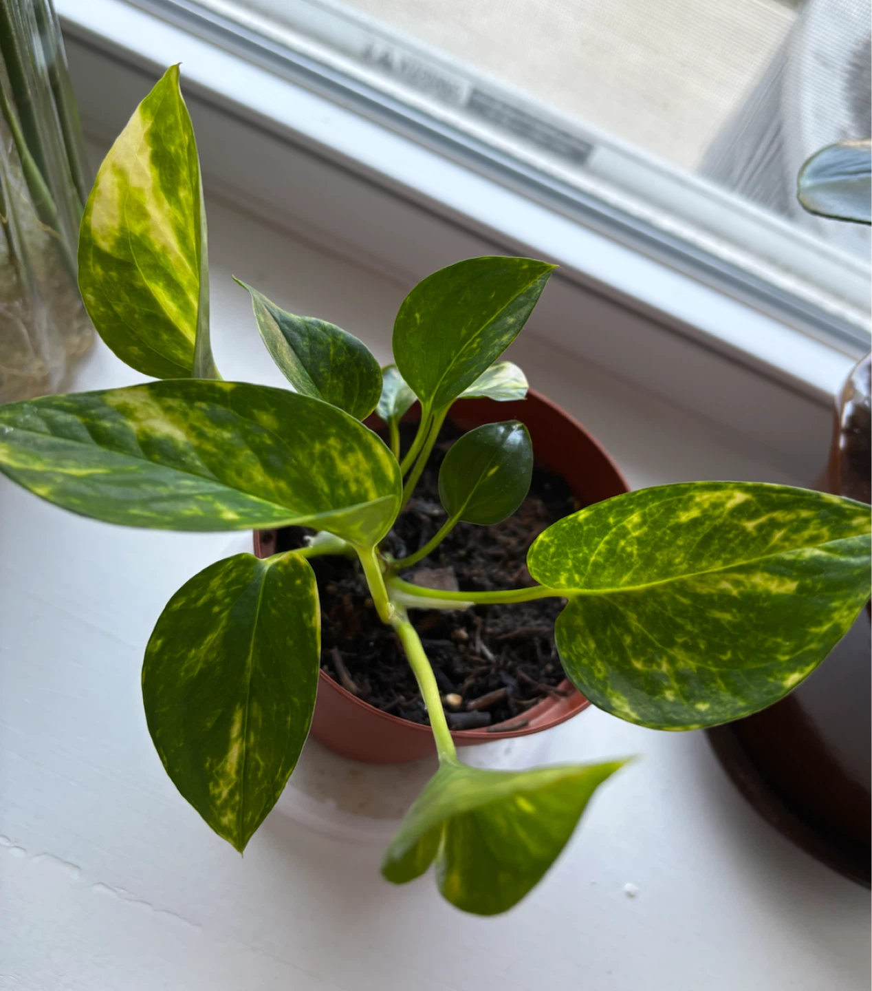 Golden Pothos (Pot Included!)