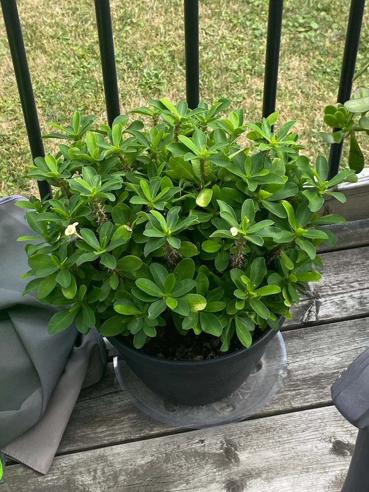 Potted Euphorbia Milii (Crown of Thorns) Plant