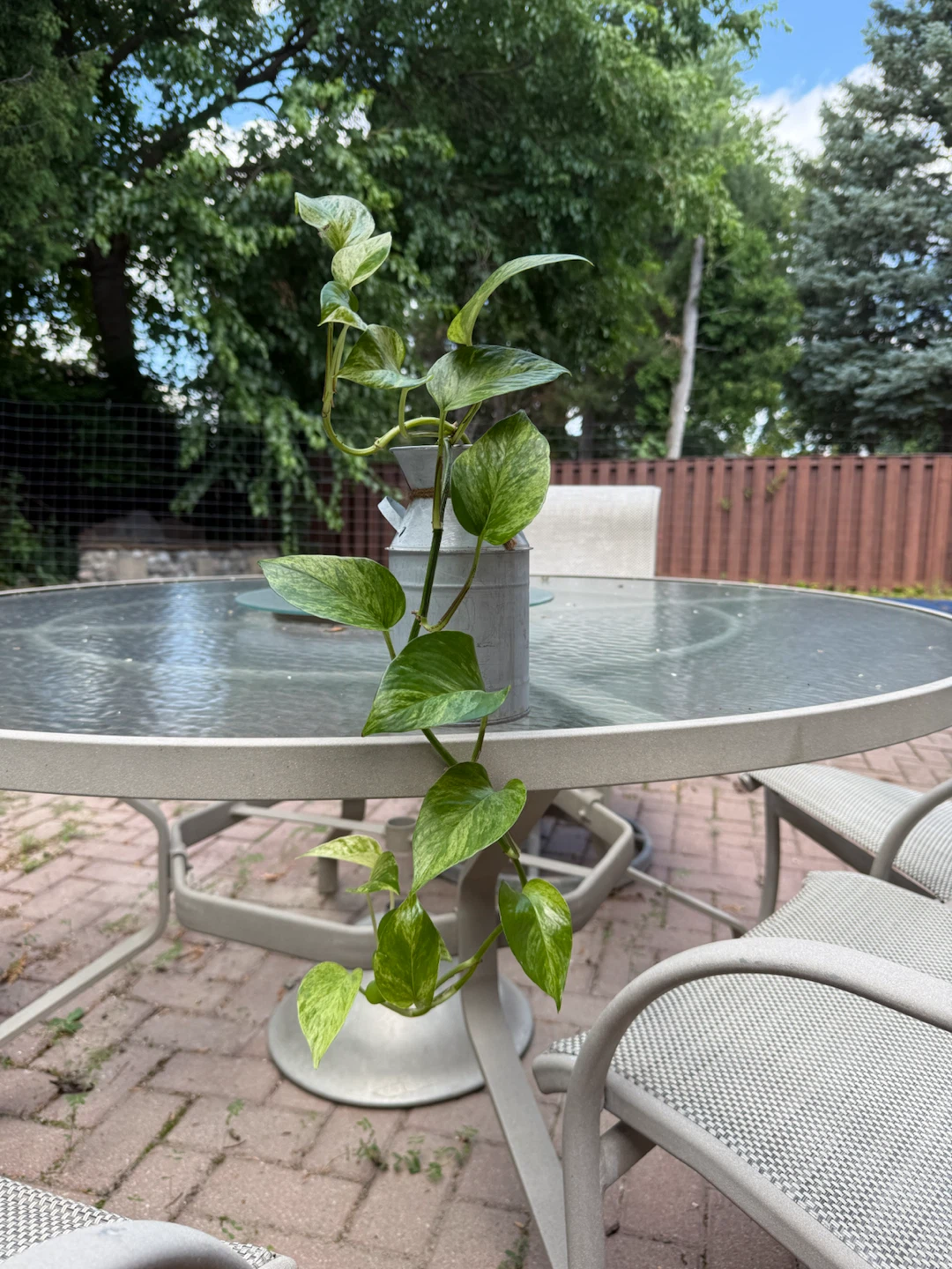 Money/pothos plant