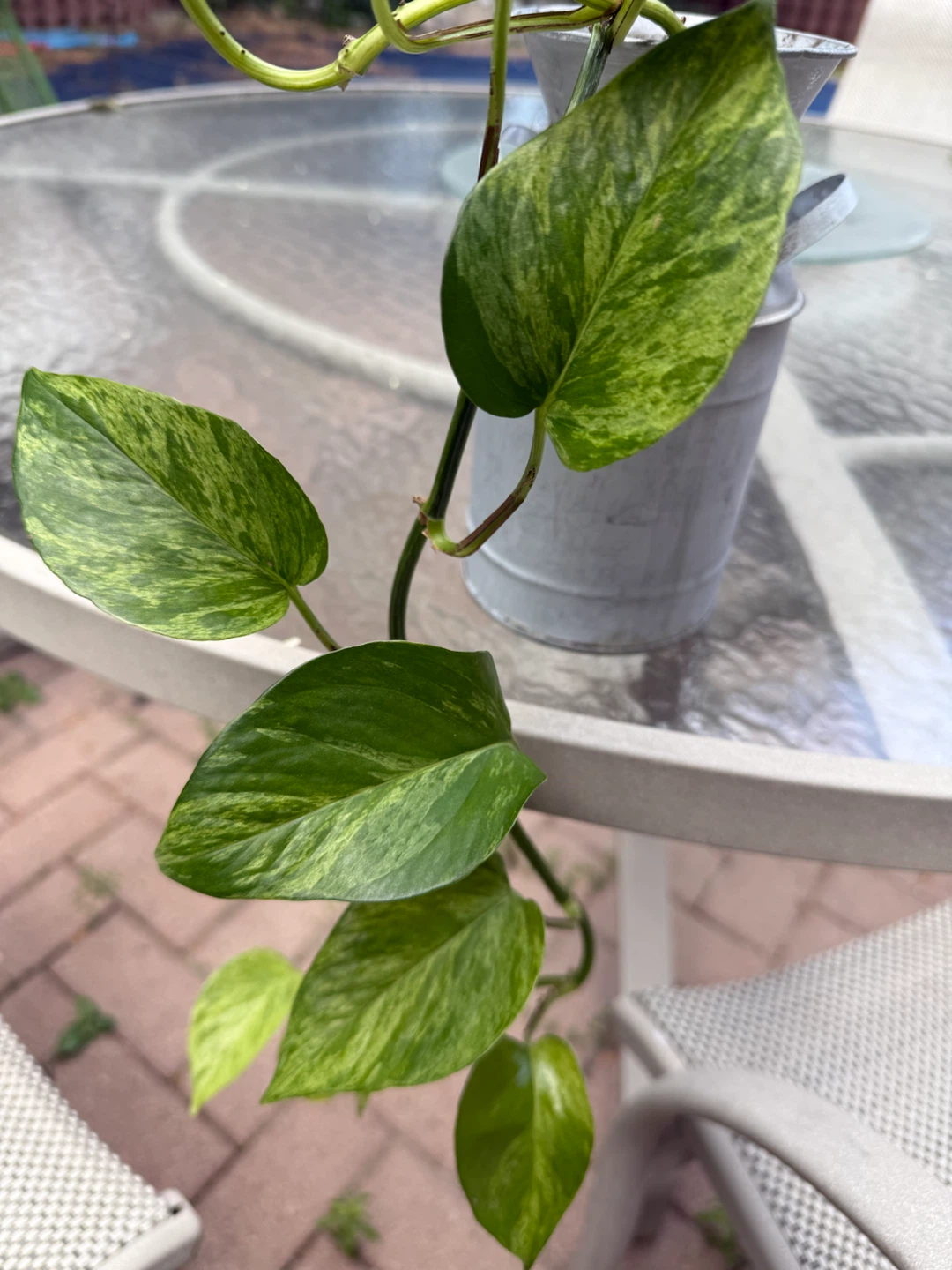 Money/pothos plant - photo 2