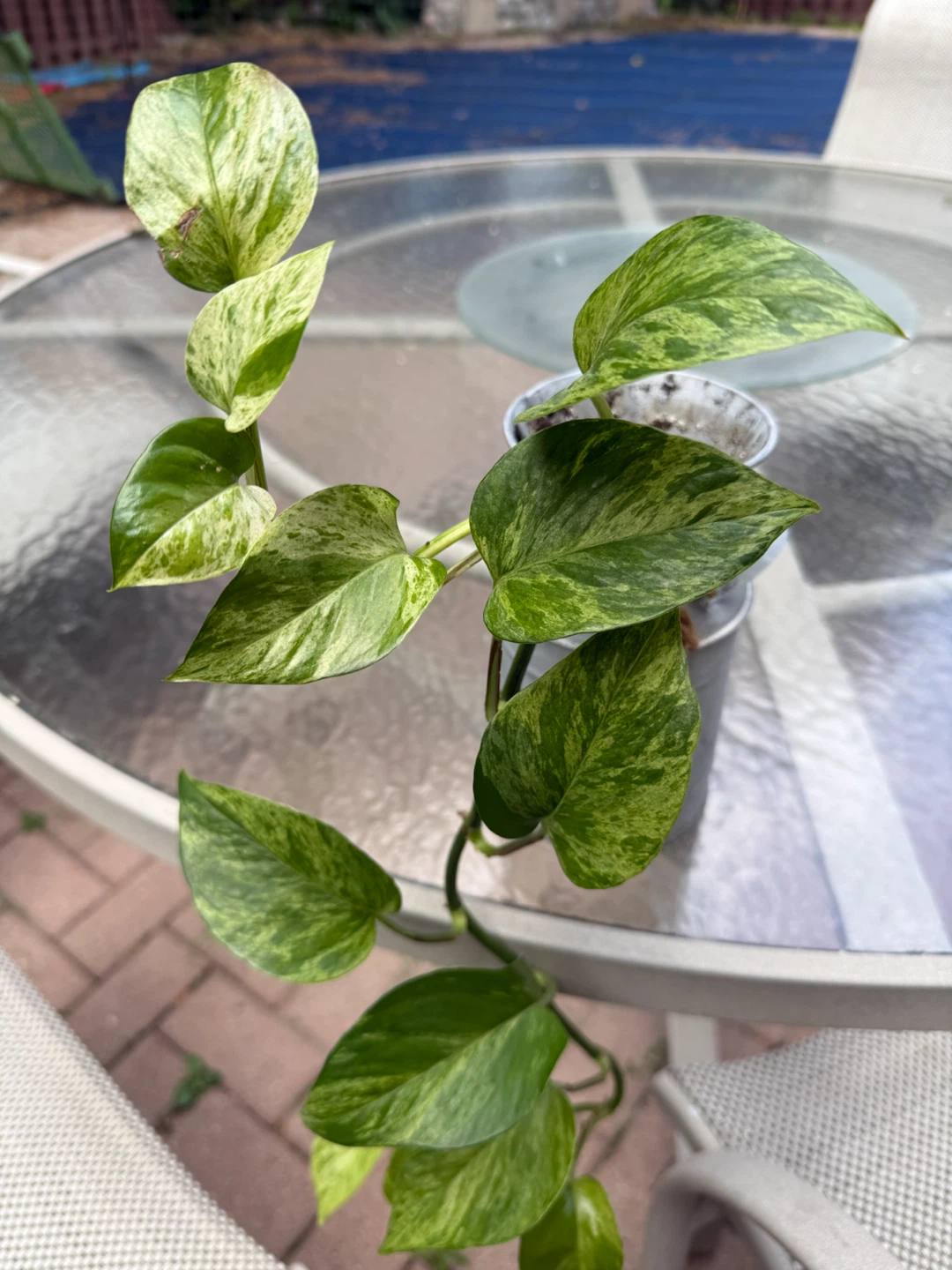 Money/pothos plant - photo 3