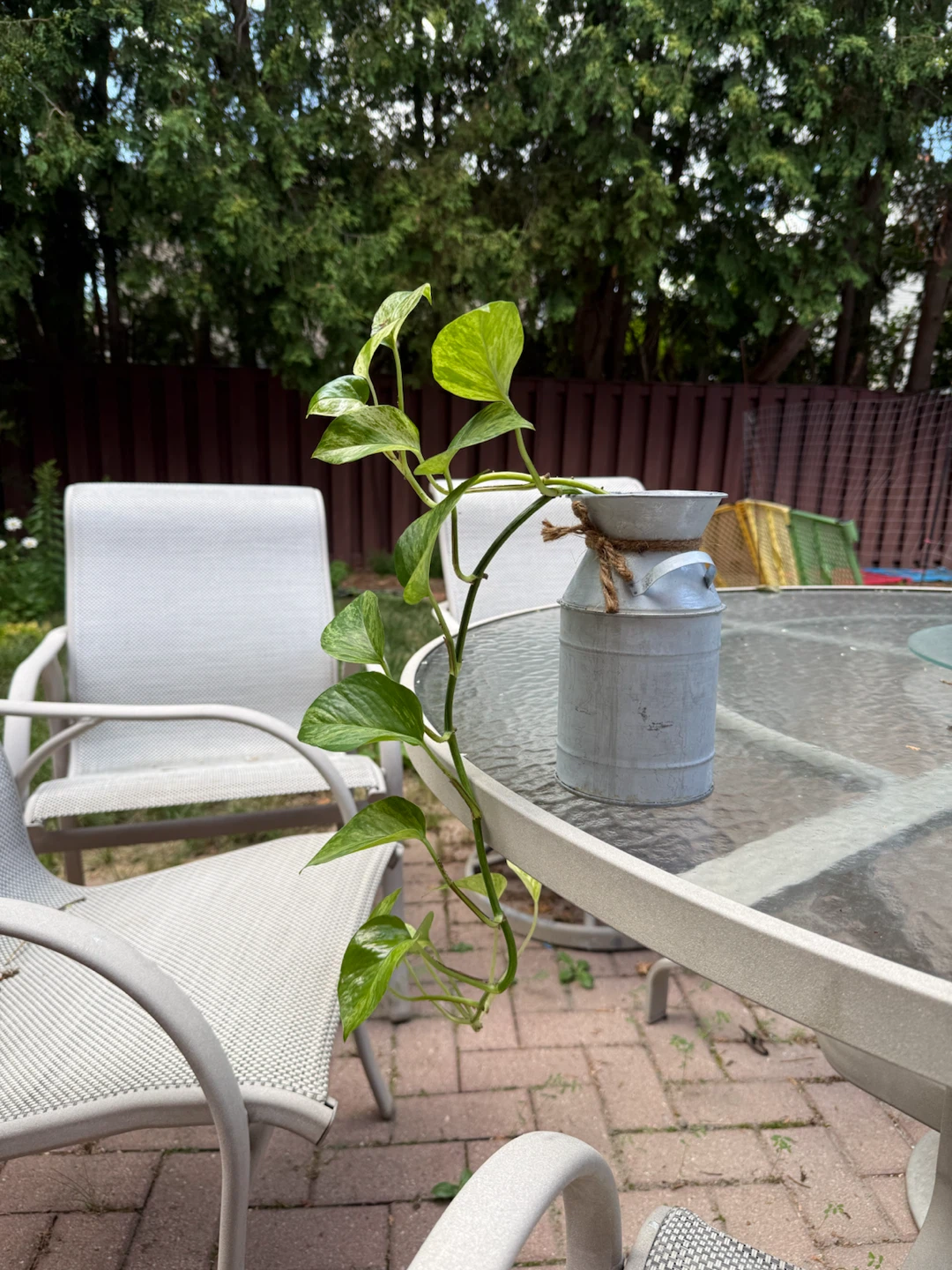 Money/pothos plant - photo 4