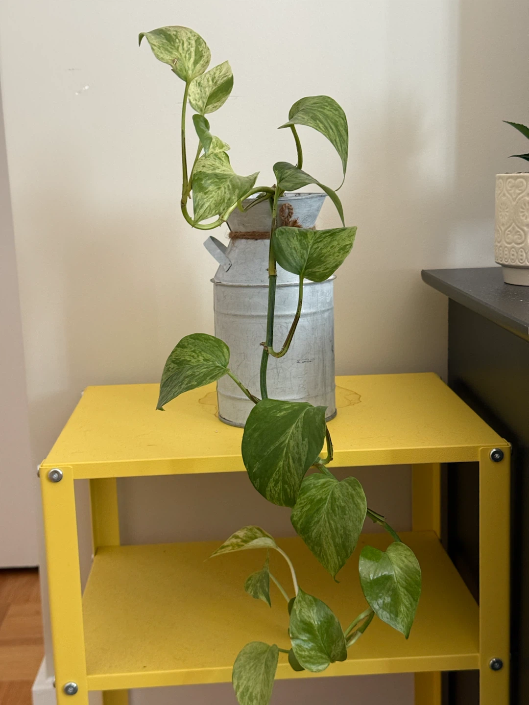 Money/pothos plant - photo 5