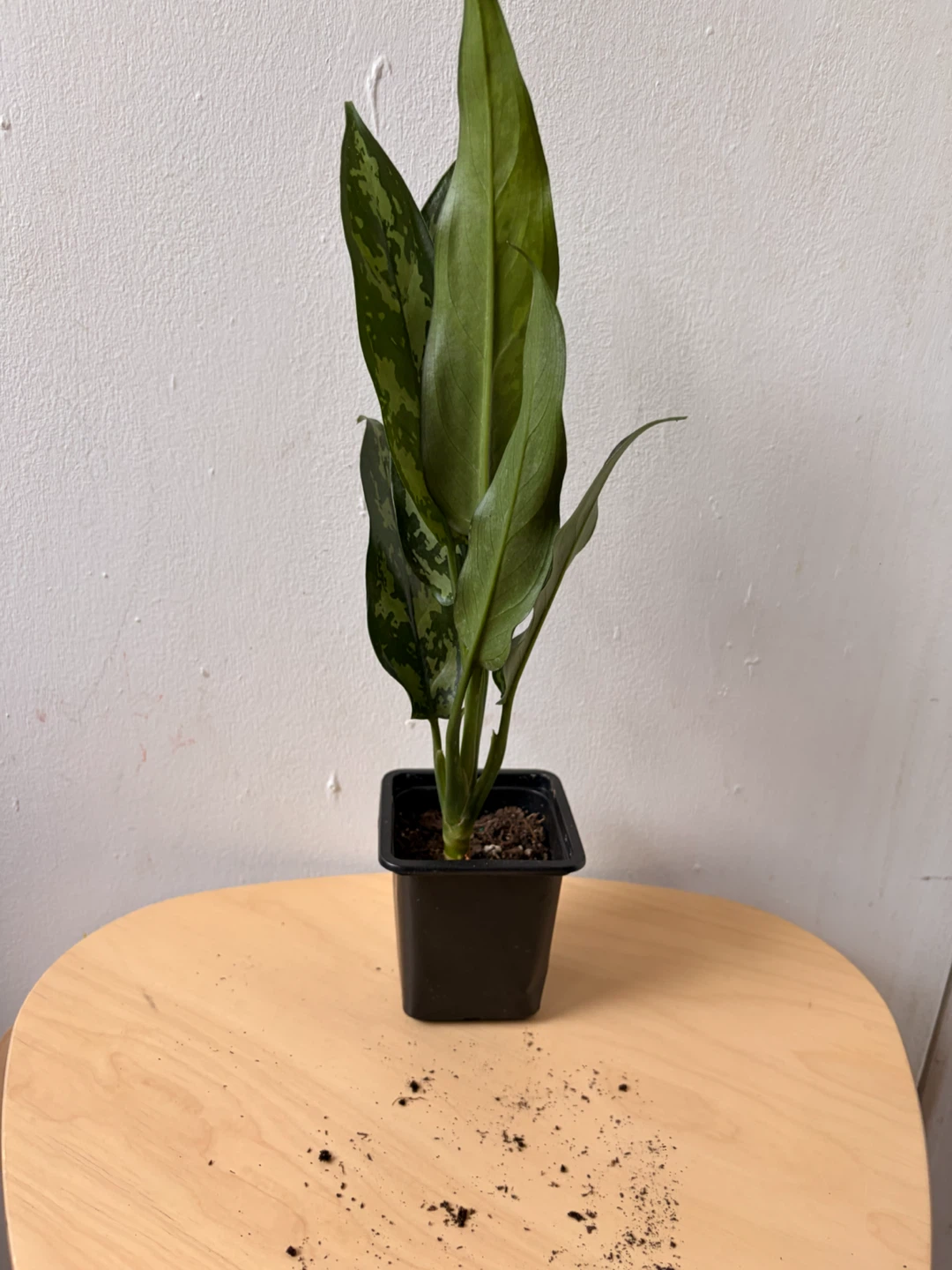 Aglonema