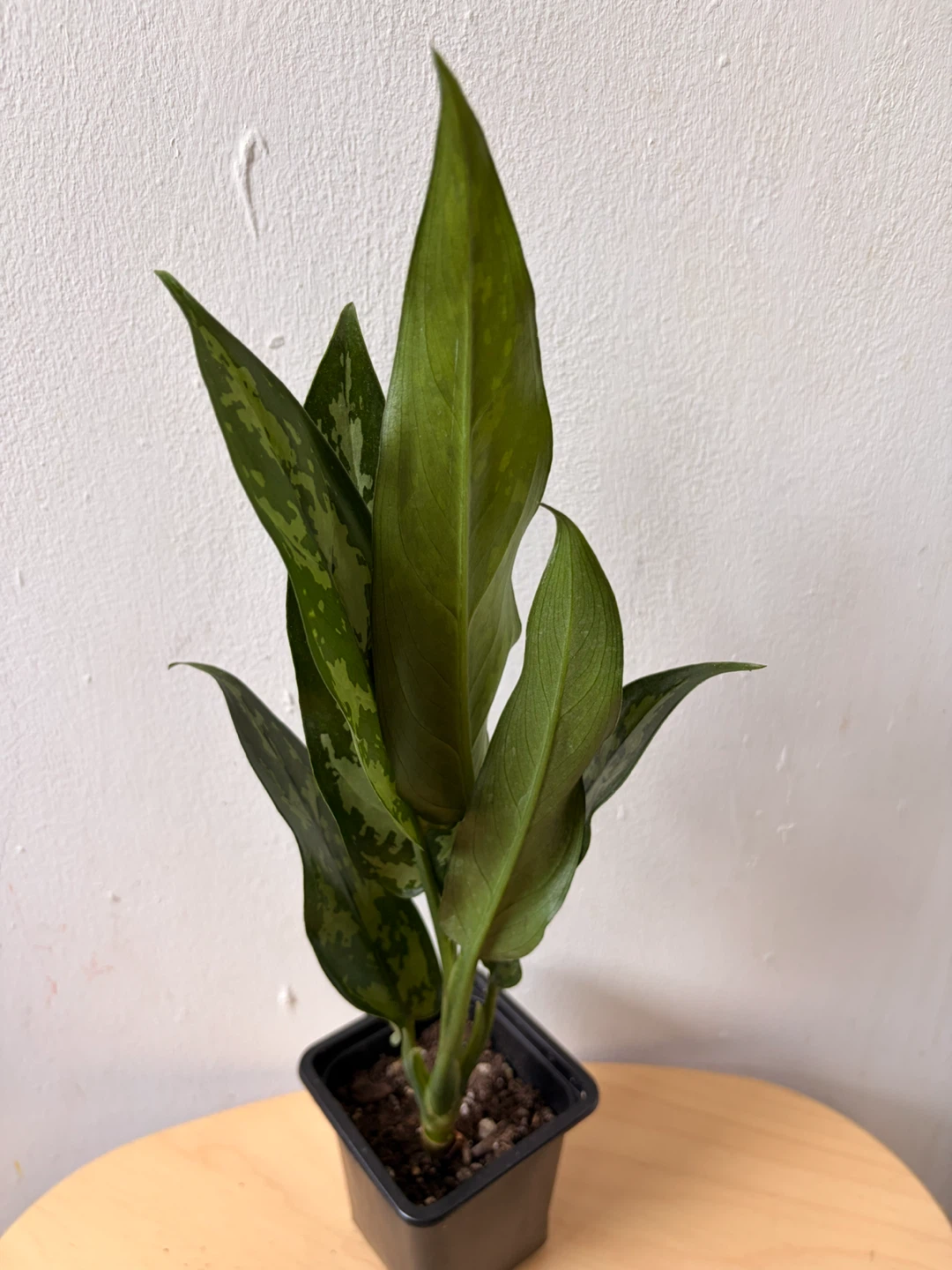 Aglonema - photo 3