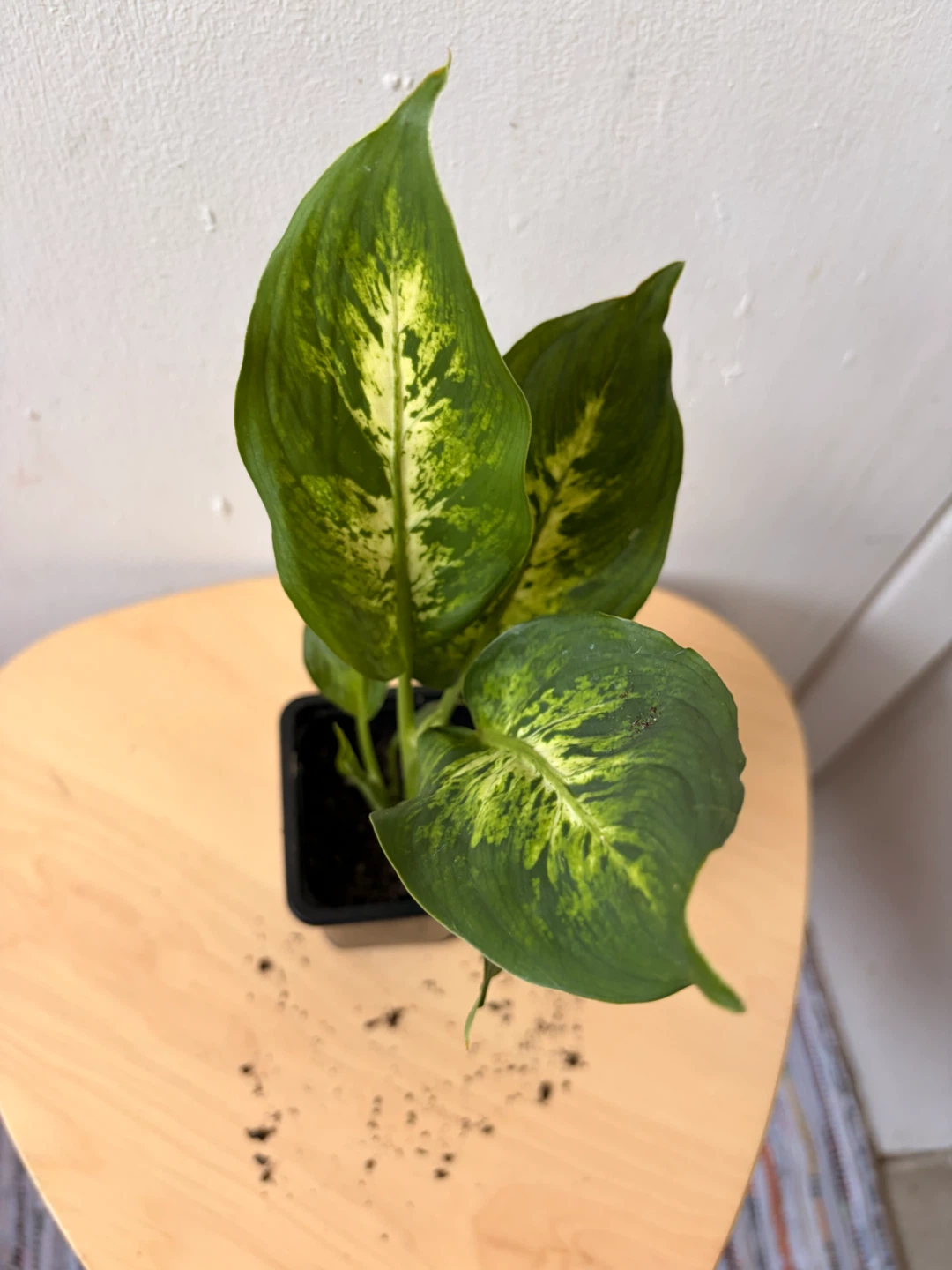 Dieffenbachia plant