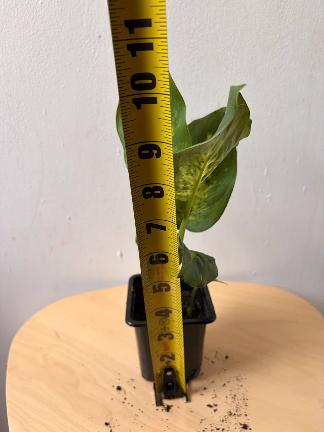 Dieffenbachia plant - photo 2