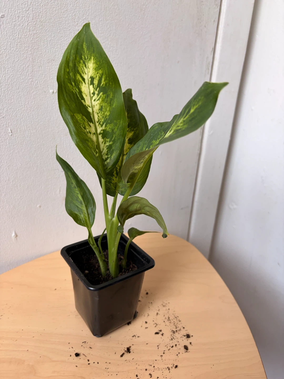 Dieffenbachia plant - photo 3