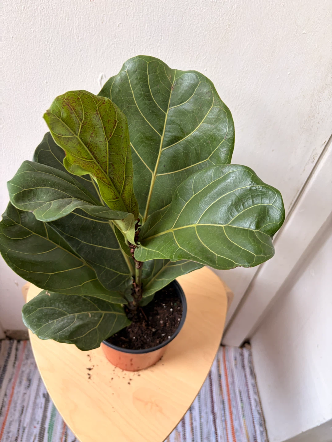 Ficus Lyrata