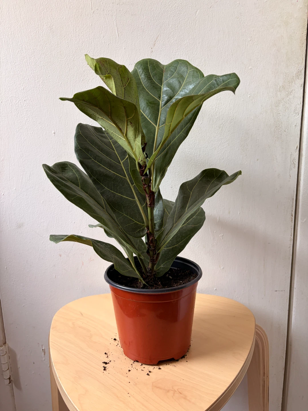 Ficus Lyrata - photo 2