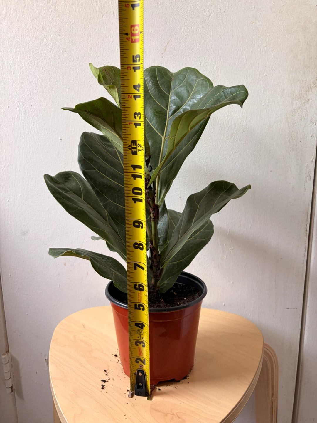 Ficus Lyrata - photo 3