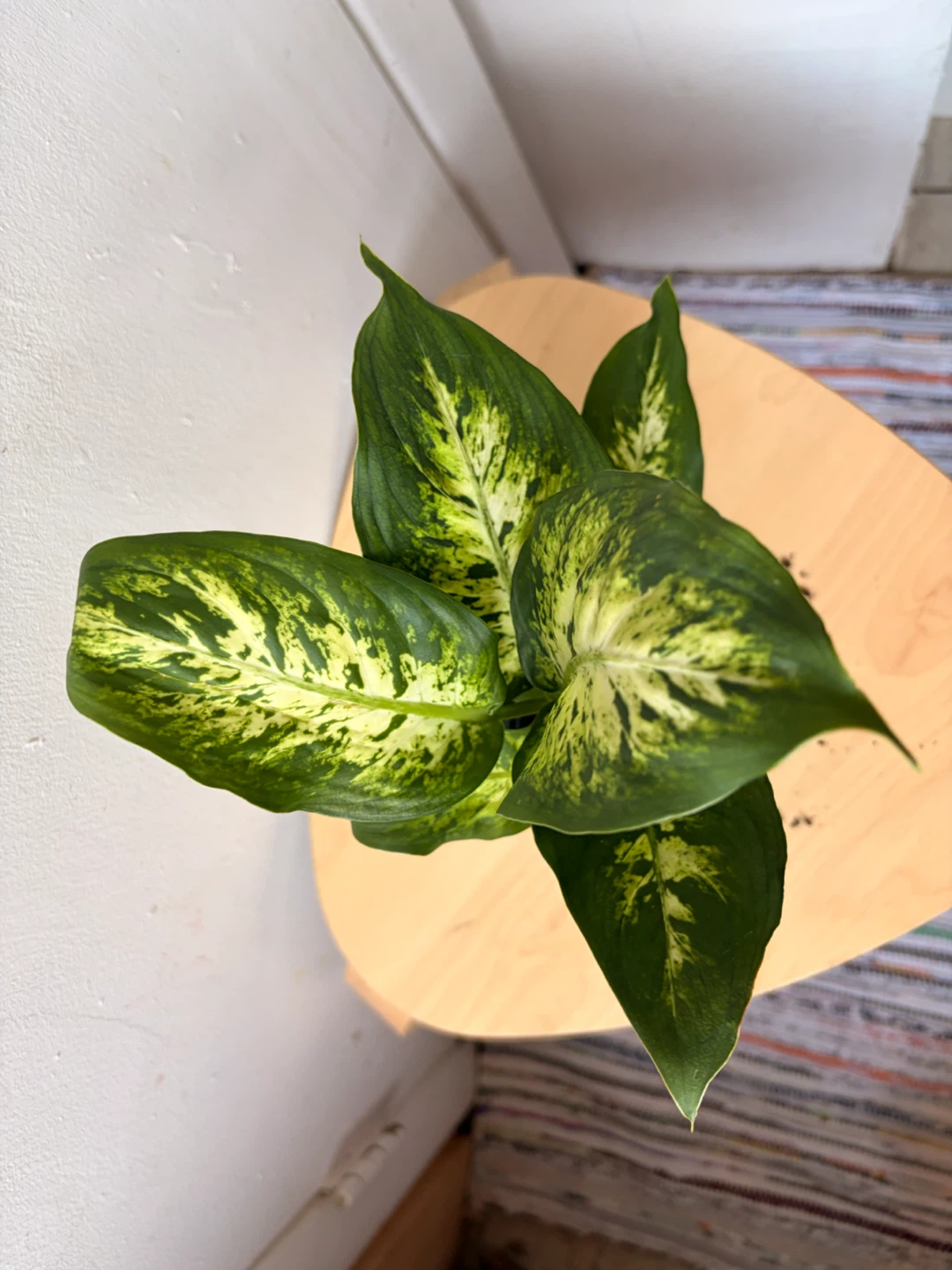 Dieffenbachia