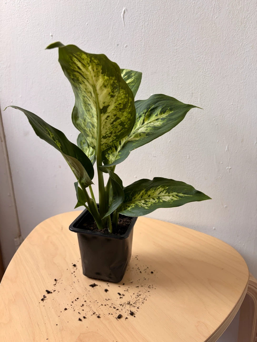Dieffenbachia - photo 2