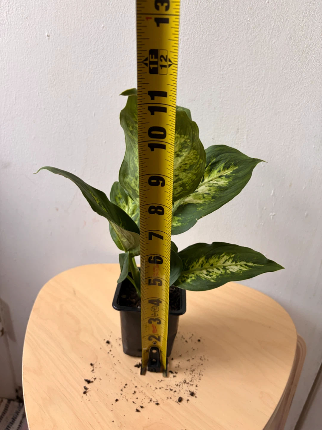 Dieffenbachia - photo 3