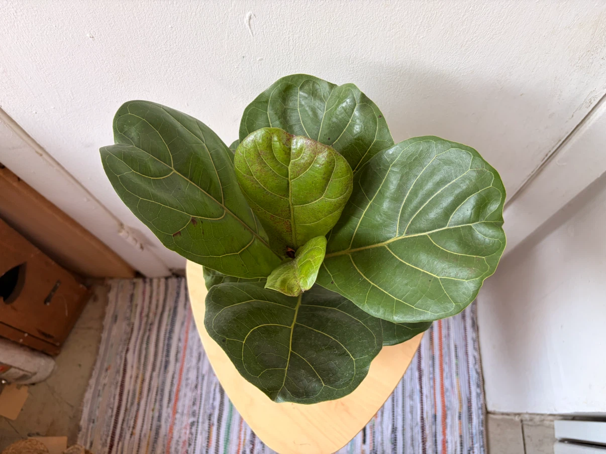 Ficus Lyrata