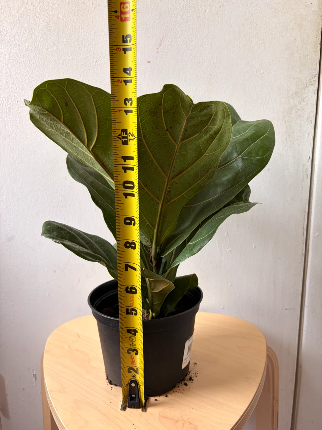 Ficus Lyrata - photo 2