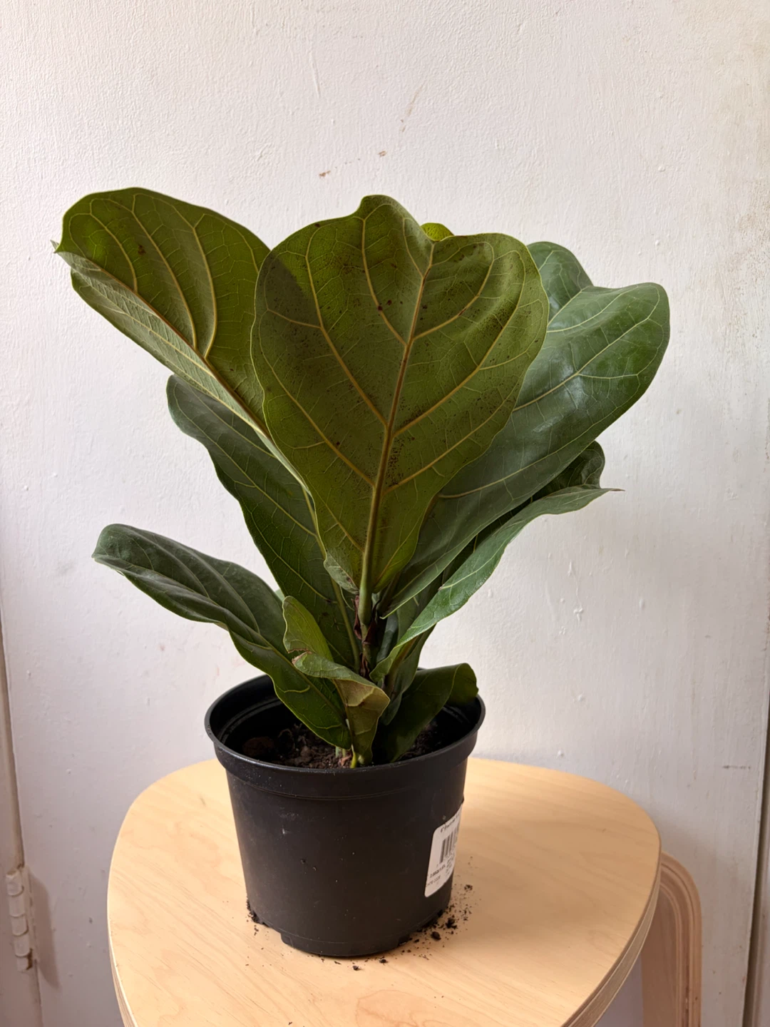 Ficus Lyrata - photo 3