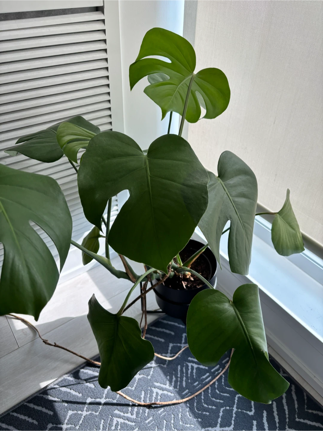 Monstera Deliciosa Plant
