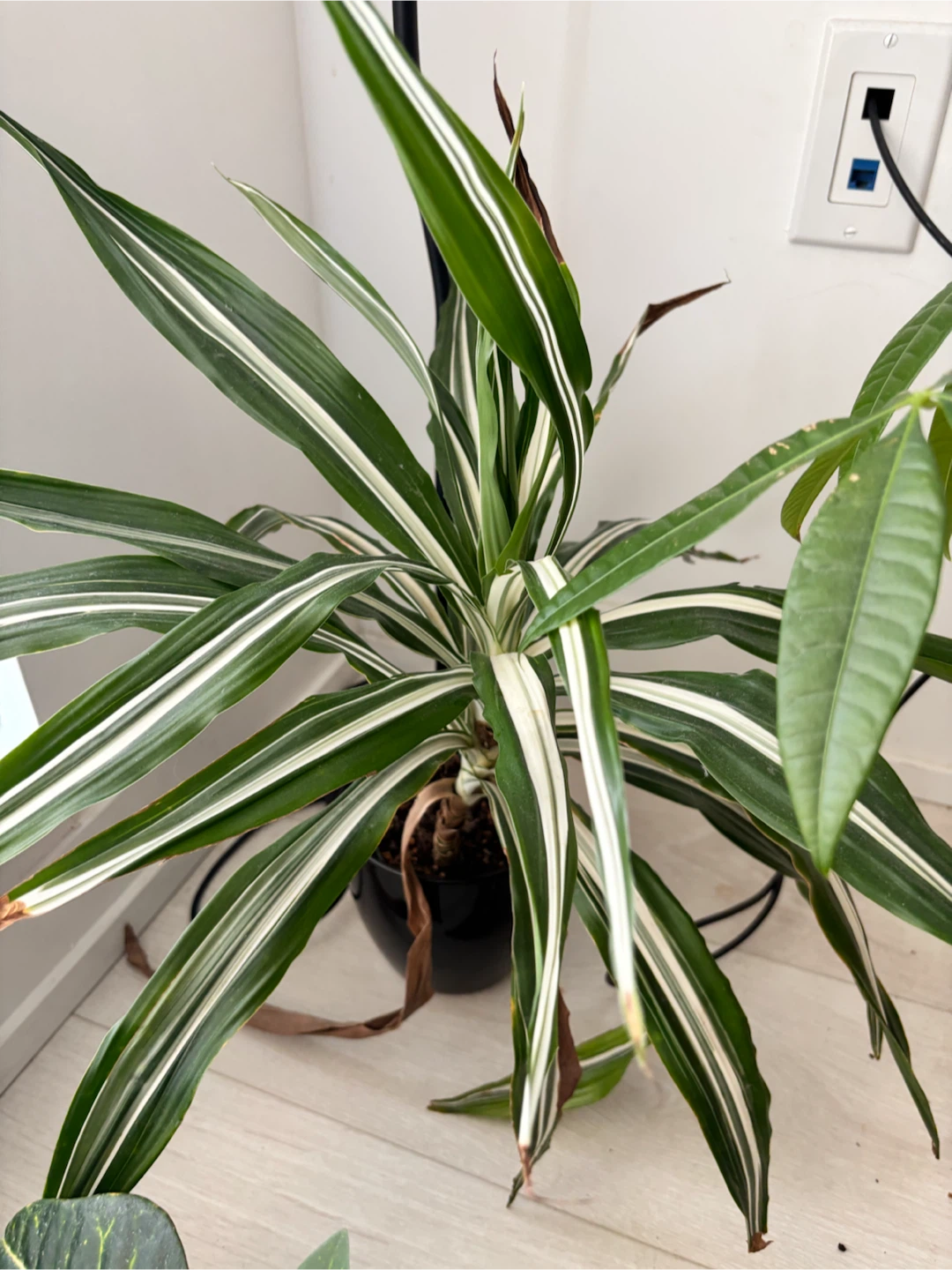 Monstera Deliciosa Plant - photo 2