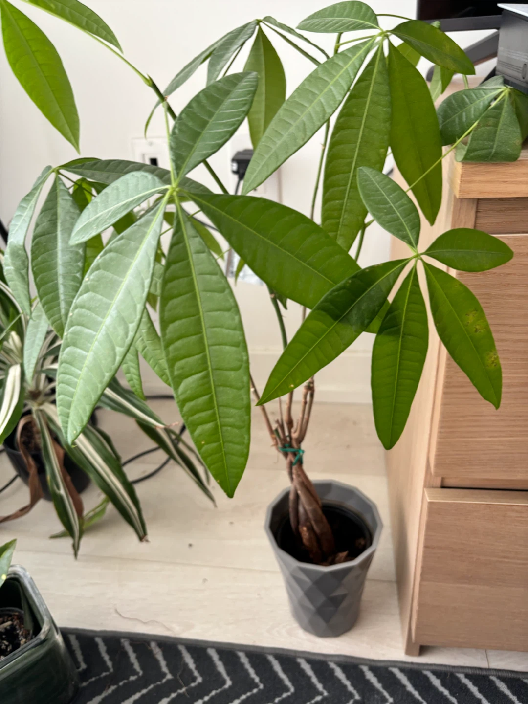 Monstera Deliciosa Plant - photo 3