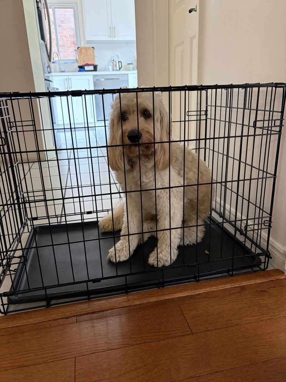 Top Paw Black Wire Dog Crate Medium Size