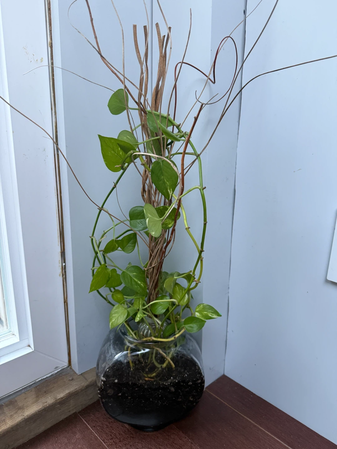 Pothos Plant in Glass Vase with Decorative Sticks