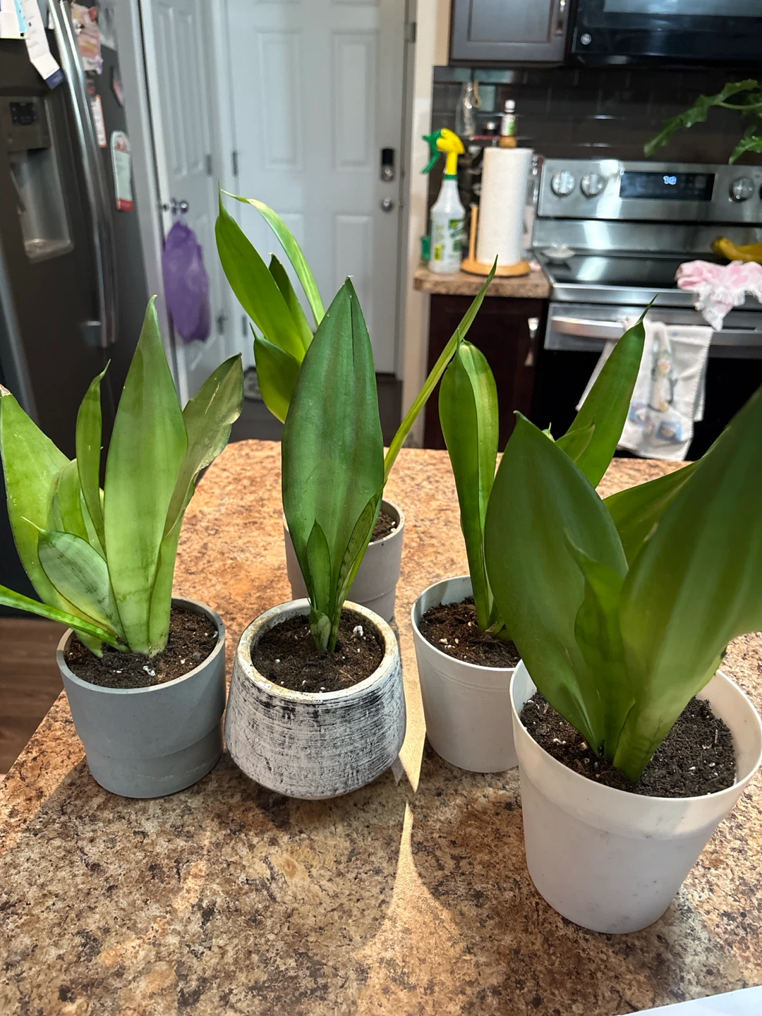 Snake Plant (Moonshine)