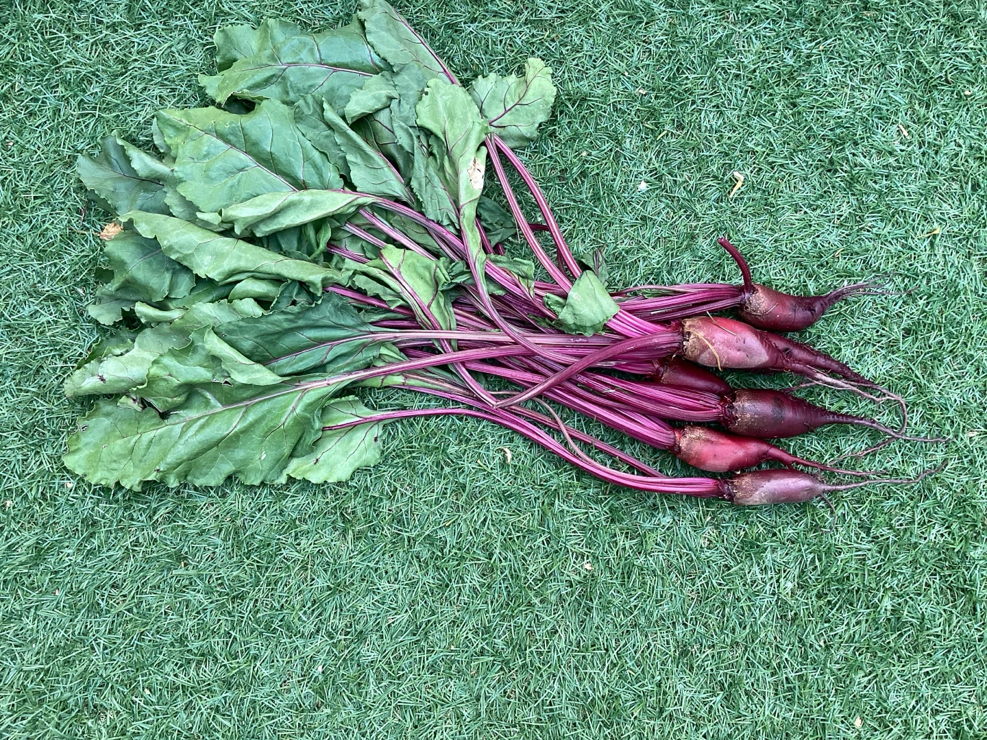 Fresh Acreage Beets with Greens no pesticides
