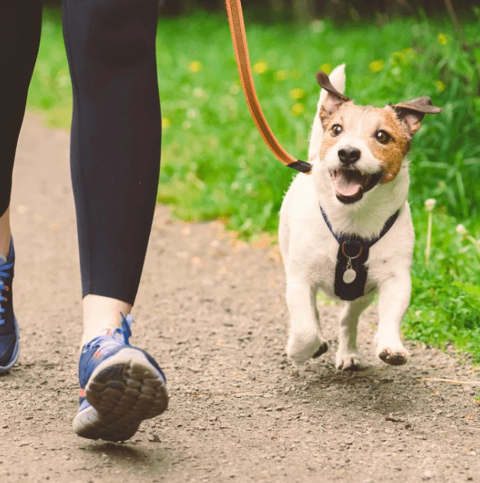 Dog walking service available in Surrey!