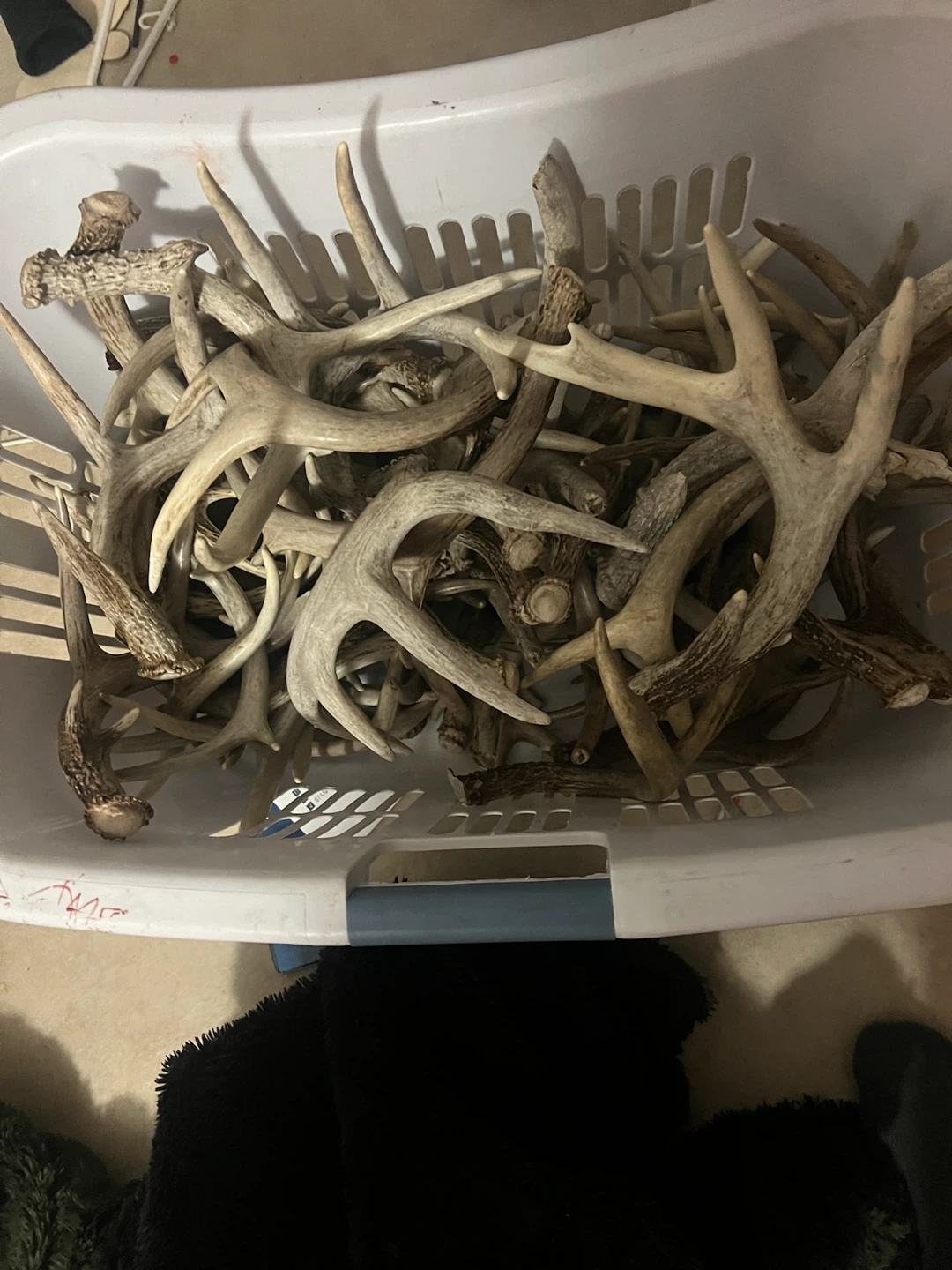 Collection of Deer Antlers