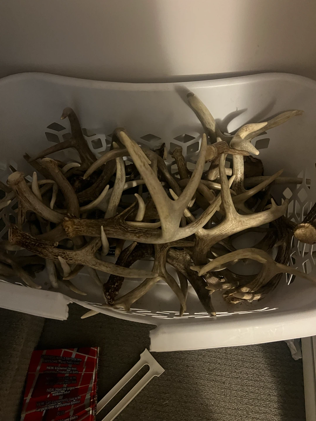 Collection of Deer Antlers - photo 2