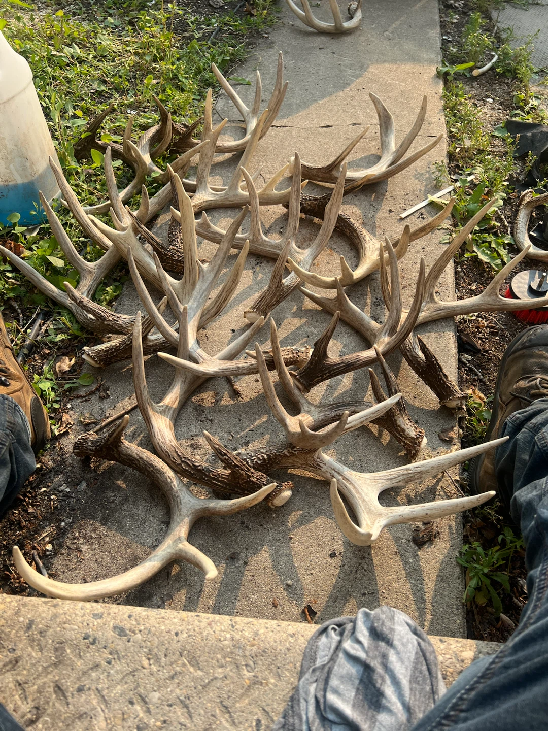 Collection of Deer Antlers - photo 3