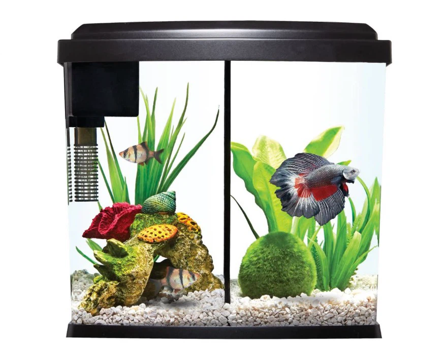 Small Betta Fish Tank