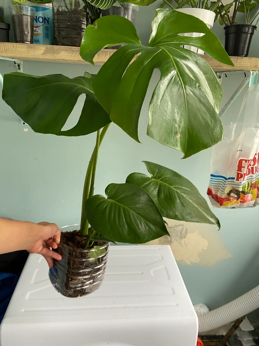 Monstera Plant