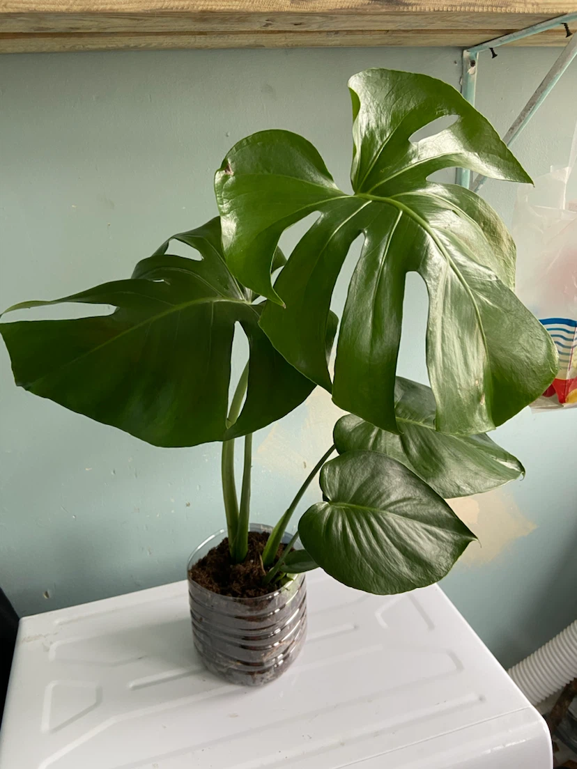Monstera Plant - photo 2