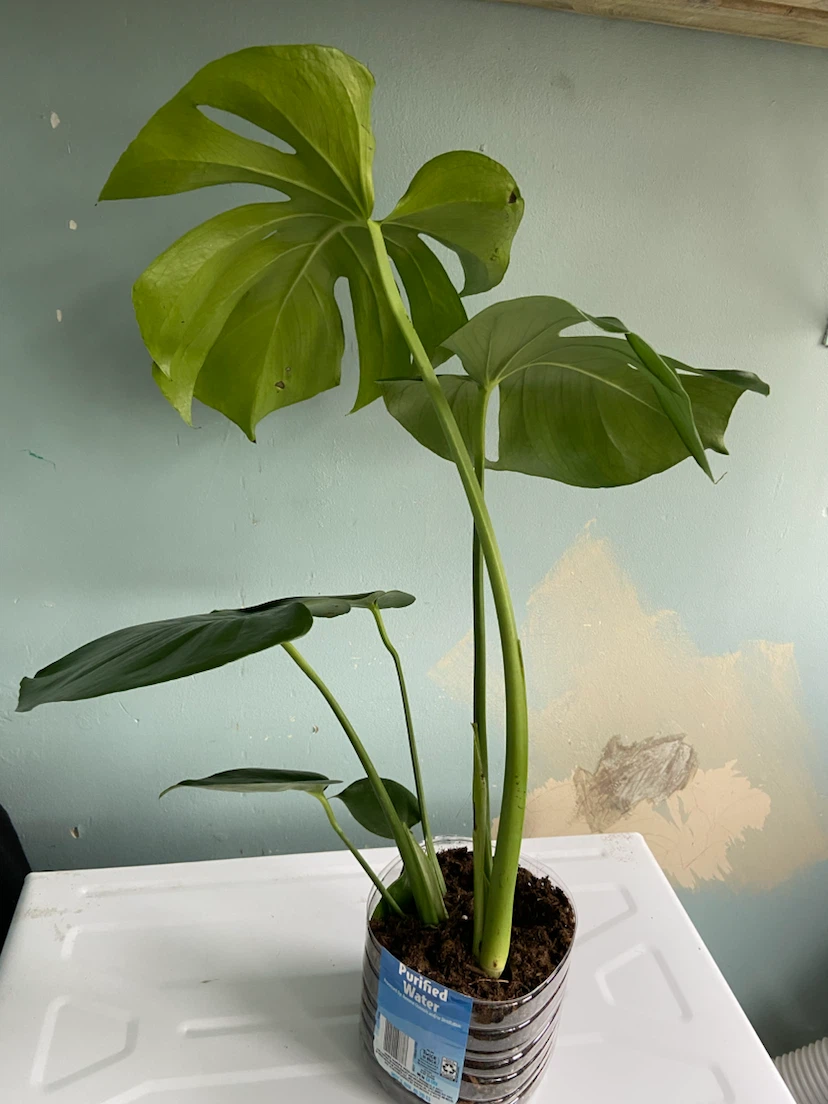 Monstera Plant - photo 3