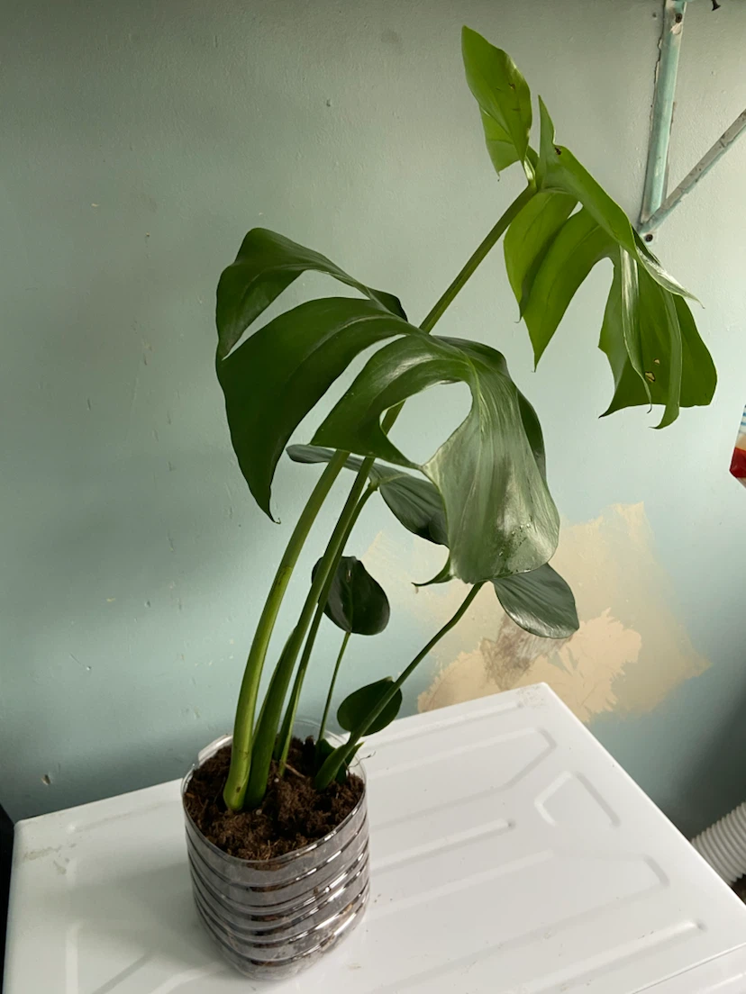 Monstera Plant - photo 4