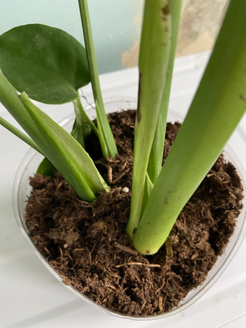 Monstera Plant - photo 5