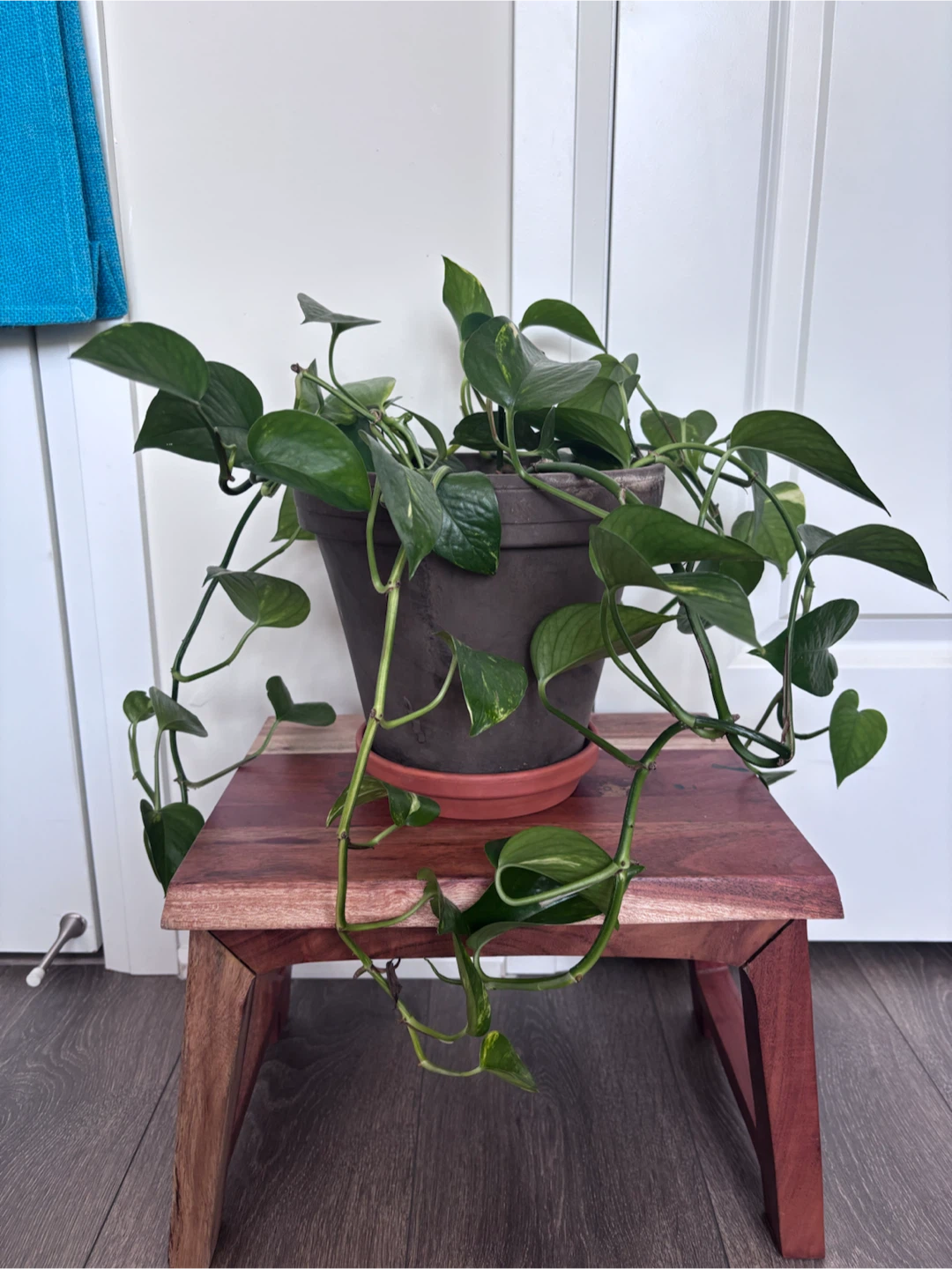 Pothos Plant in Brown Terracotta Pot