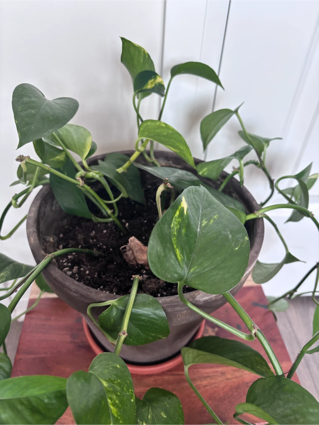 Pothos Plant in Brown Terracotta Pot - photo 2