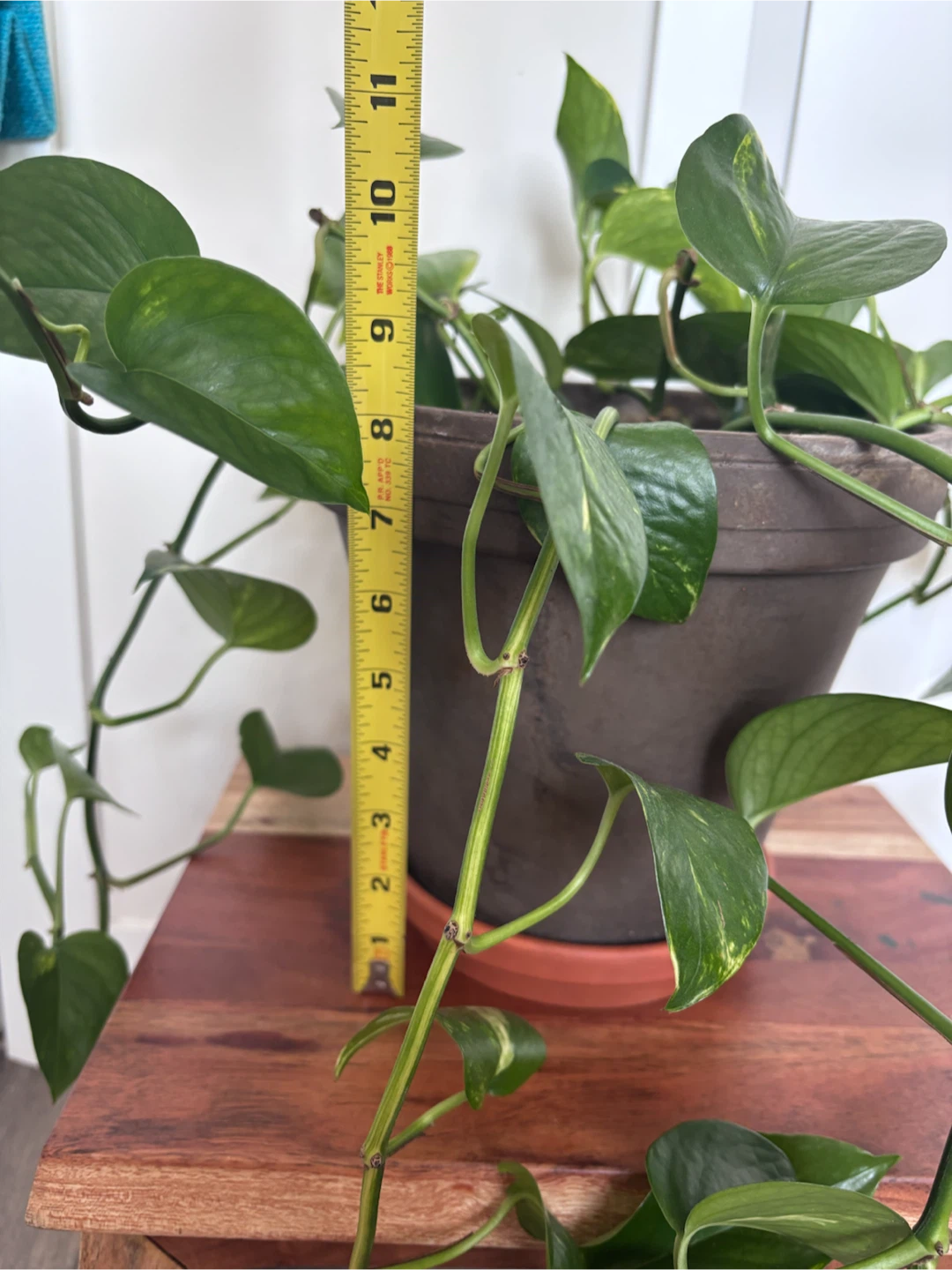 Pothos Plant in Brown Terracotta Pot - photo 3