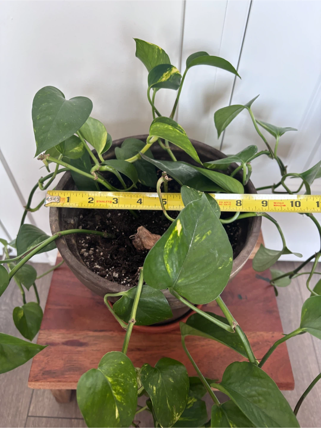 Pothos Plant in Brown Terracotta Pot - photo 4