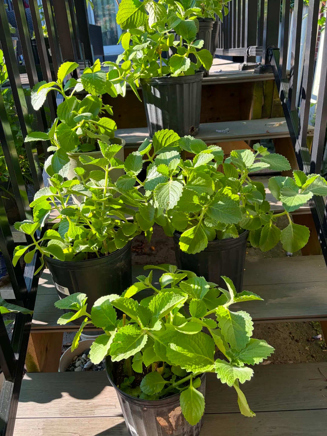 Potted Oregano Plant