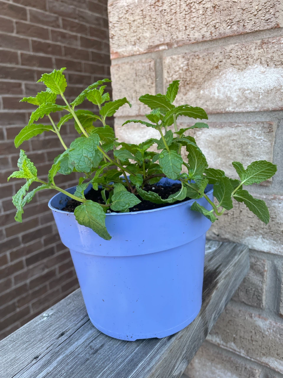 Mint Plant in Purple Pot