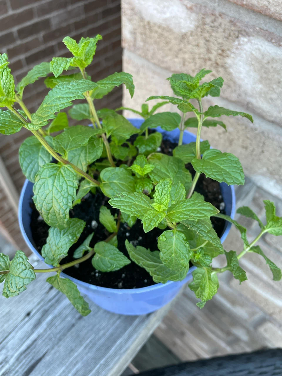 Mint Plant in Purple Pot - photo 2