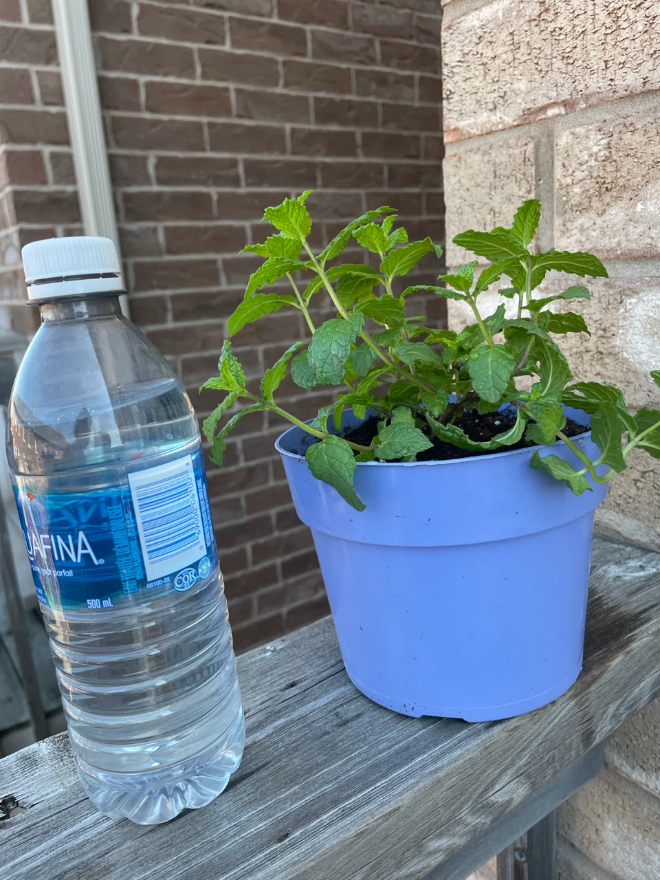 Mint Plant in Purple Pot - photo 3