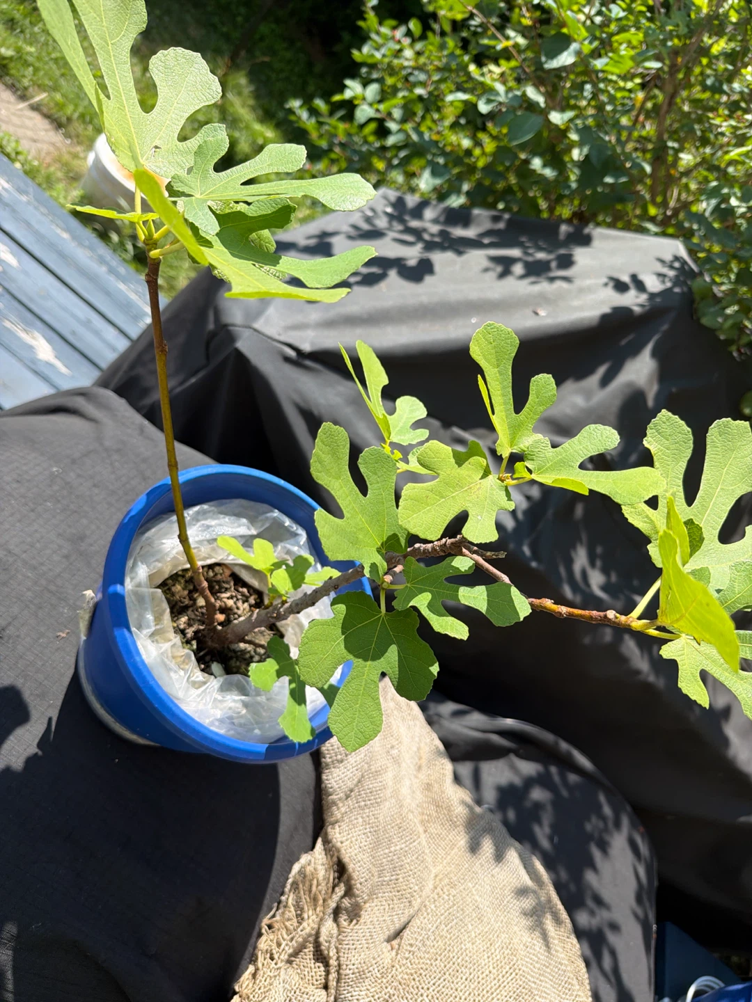 Fig plant