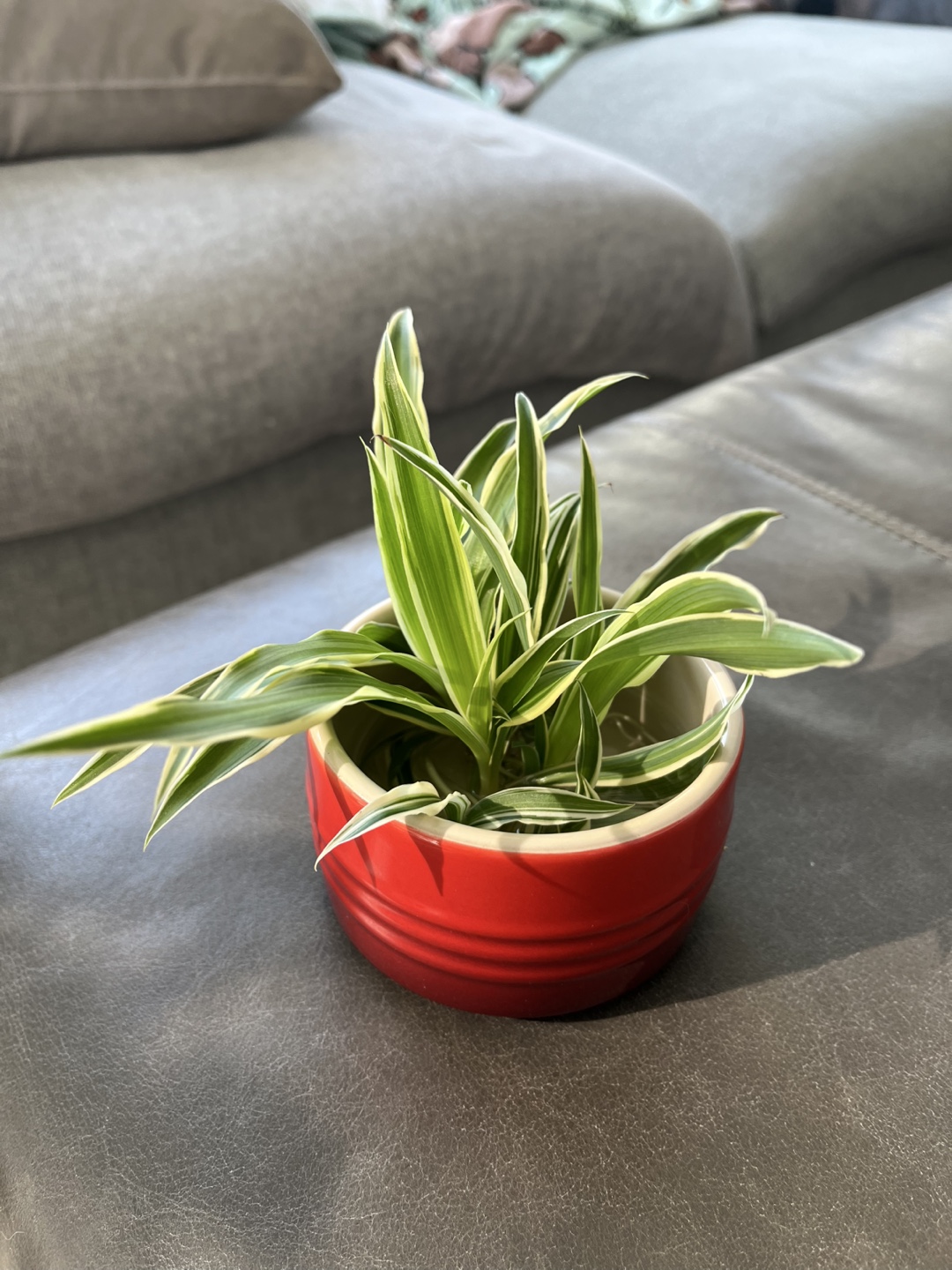 Spider Plant Cutting - photo 2
